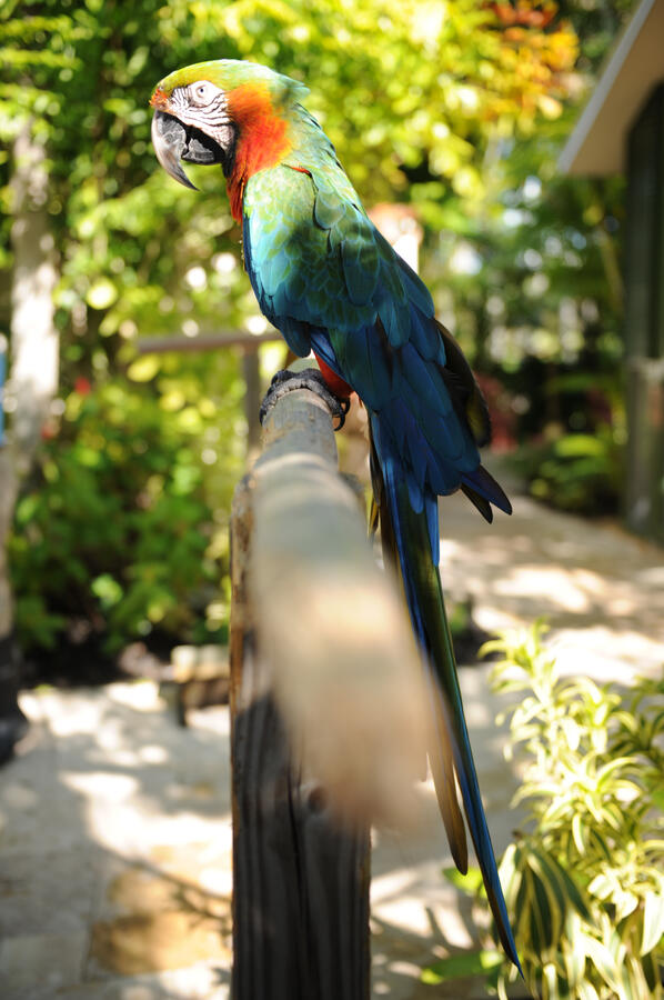 Aviary